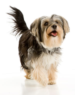 Why Do Dogs Wag Their Tails?