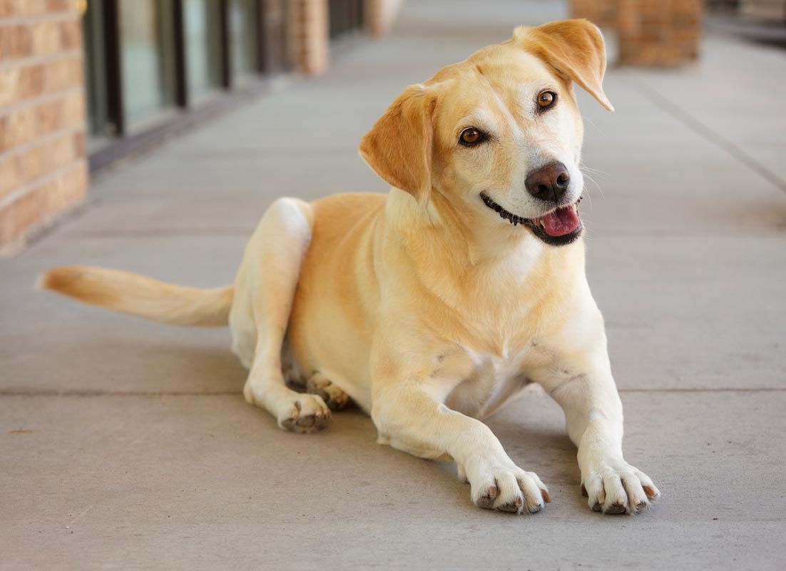 a wagging tail always means the dog is happy