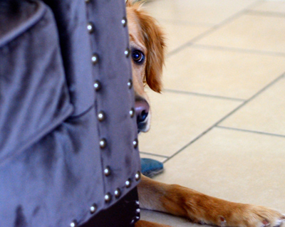 Dogs understand our emotions and use them as cues for their behavior. Dogs respond more slowly to angry people.