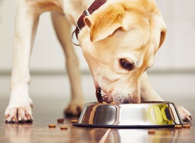 Dogs that eat too fast may be at risk of dangerous conditions.