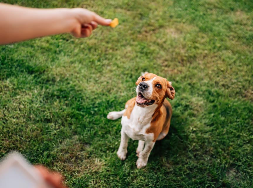 Study shows dogs prefer to earn treats.