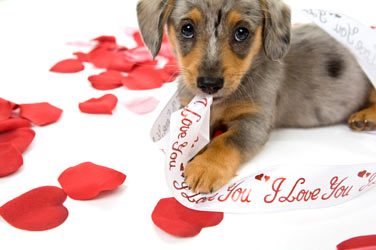 Dogs make the best Valentine's Day dates. If you don't have a date for Valentine's Day, cuddle with your dog instead.