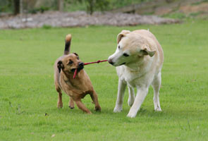 Tug-of-war can be a great way for dogs to play together.