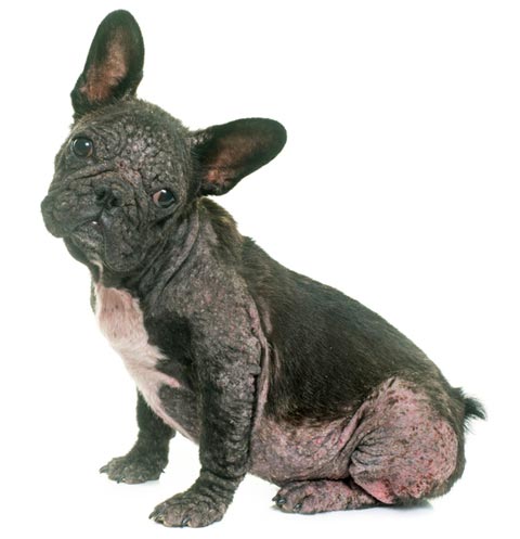 This dog has demodex, which is causing skin to blacken.
