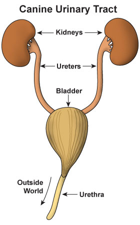 What are causes of urinary tract infections in dogs?