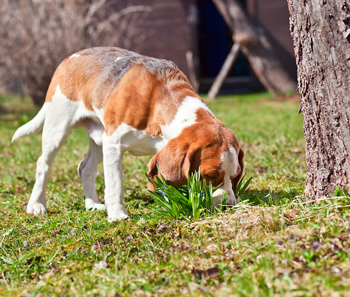 Be sure your dog has enough time to check his p-mail. P-mail is an important aspect of canine communication.