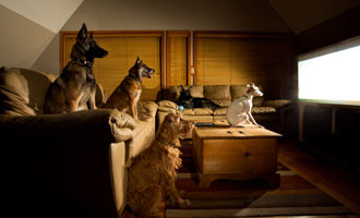 Separation anxiety in dogs can be lessened with DOGTV.