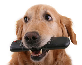 DOGTV is an exciting development in the treatment of separation anxiety in dogs.