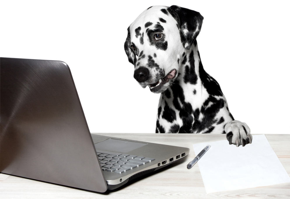 Call your vet before searching the internet. Searching the internet when your dog is sick might be a bad idea.