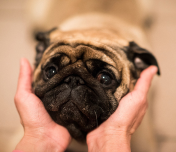 Dry eye syndrome is highly damaging to a dog’s sight. Dry eye syndrome may present with excessive drainage from the eyes.