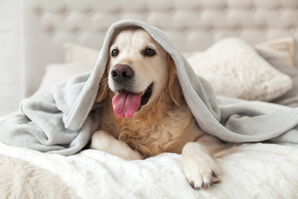 Learn about dust mite allergies in dogs.