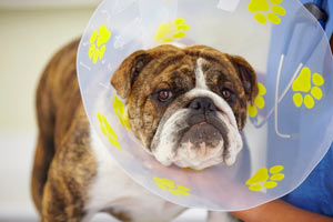 A dog must stop licking the leg in order to heal a lick granuloma. An e-collar may be necessary to keep dogs away from their lick granuloma.
