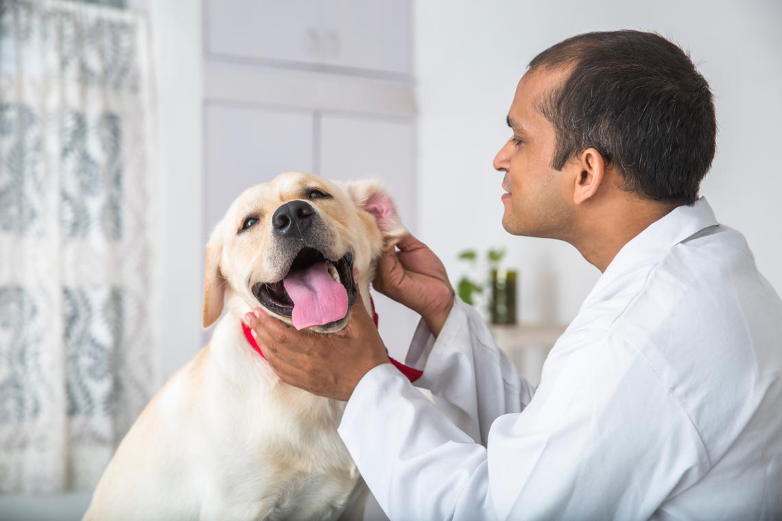 Ear cytology testing in dogs is common.
