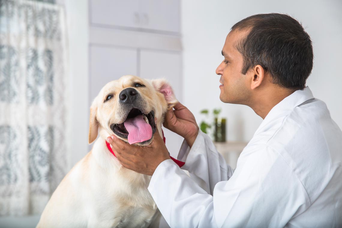 An ear cytology is a non-invasive test. Ear cytology testing in dogs is common.