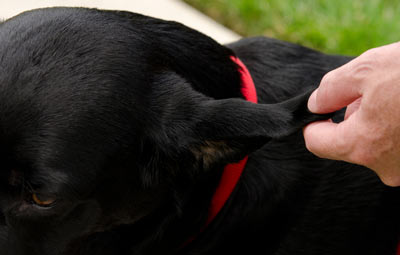 Ear hematomas are painful for dogs.