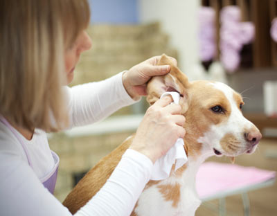 Ear mites cause itchiness in dogs’ ears.
