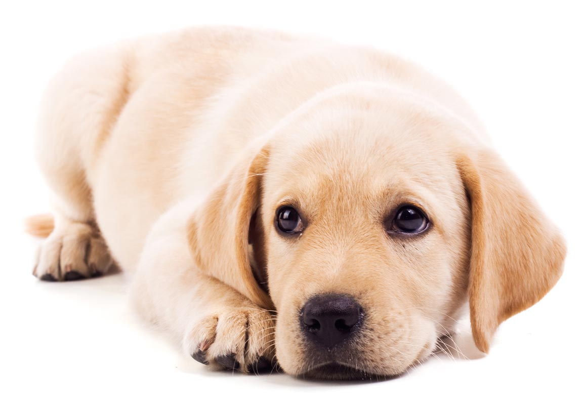 There are risks and benefits to neutering dogs early. Is early neutering good for dogs?