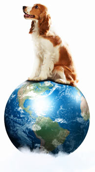 Dog-care has environmental impacts too. Think of ways to green-up dog ownership.