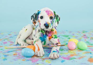 Chocolate and xylitol are Easter dog hazards.