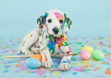 Make sure your dog doesn't get chocolate, xylitol, or bones this Easter. Chocolate and xylitol are Easter dog hazards.