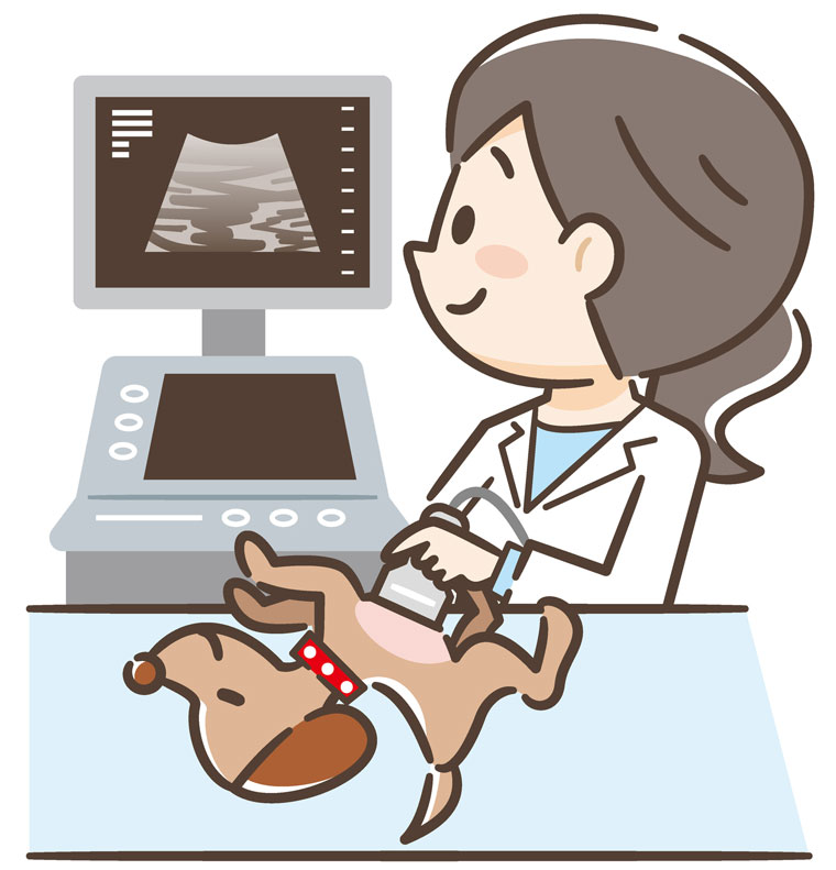 An echo helps diagnose heart conditions. Echo is a heart ultrasound in dogs.