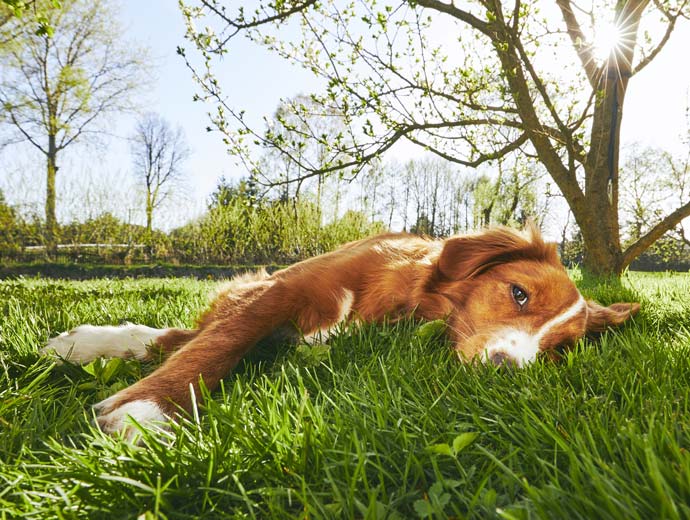 Ehrlichia organisms are spread by ticks. Ehrlichiosis can be acute or chronic.