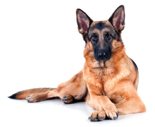 Elbow dysplasia is a common cause of foreleg/forelimb lameness in dogs.