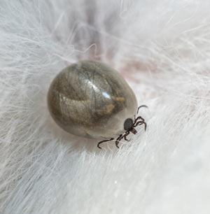 Ticks drink blood from mammals.