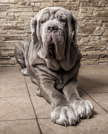 Entropion can damage a dog’s eyes. Entropion is when a dog’s eyelids turn in toward the eyeball.