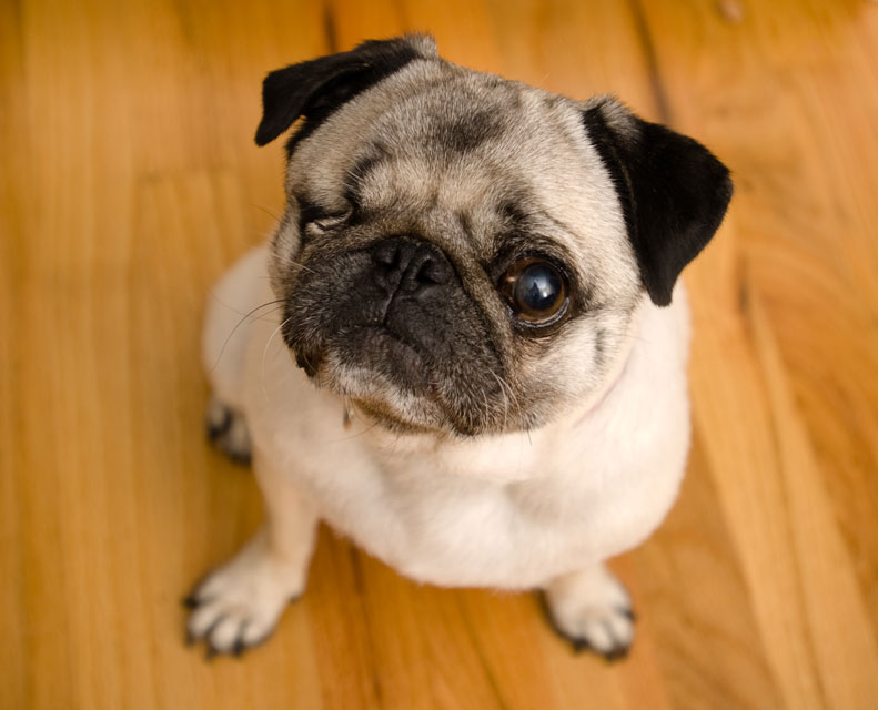 A dog’s eye may be removed if it’s blind and painful. Learn about enucleation in dogs.