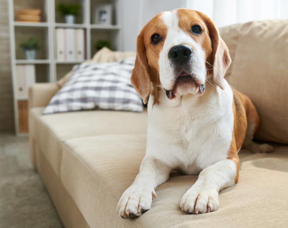 Find out about using essential oils near dogs. Learn about using essential oils around dogs.
