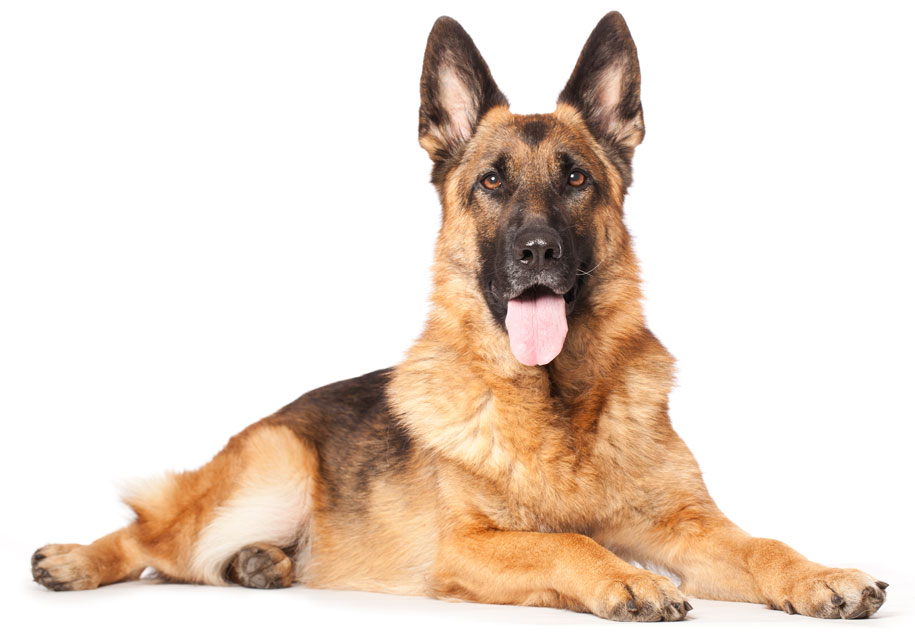 EPI is a malabsorption condition. EPI in dogs causes diarrhea and weight loss.