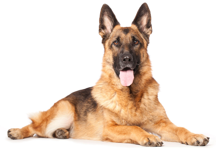 what causes epi in dogs