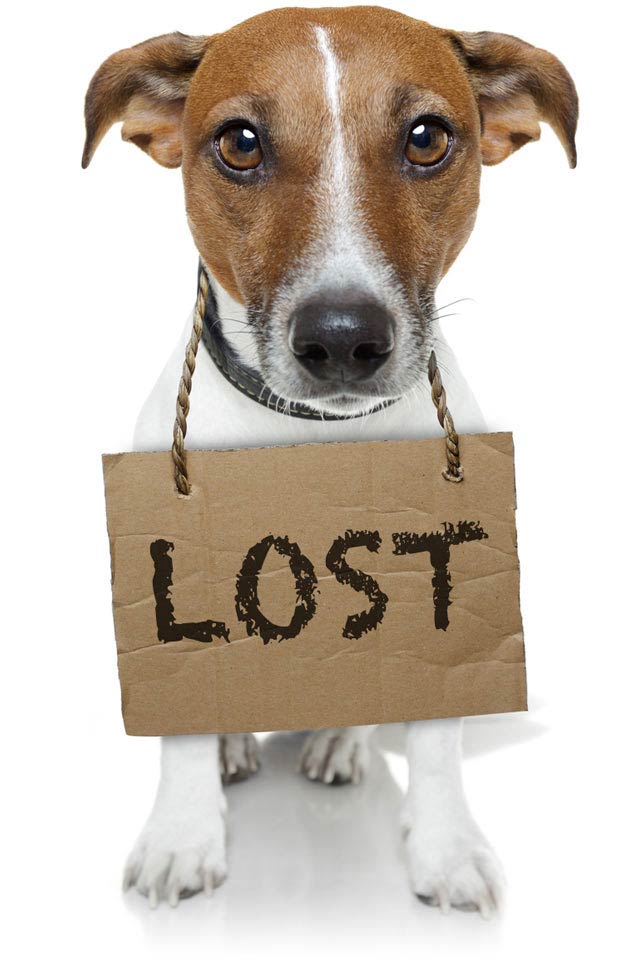 A new app can help lost dogs.