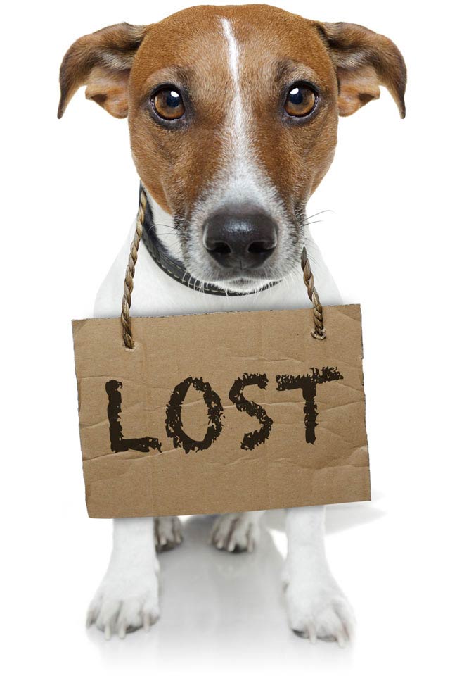 This free app can help you find your dog. A new app can help lost dogs.