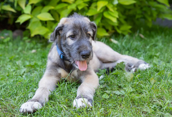 Feed giant breed puppies for optimal growth. Learn the basics of feeding puppies.