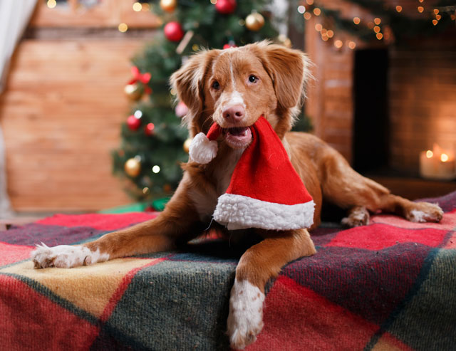 Dog stress over the holidays can be reduced through playtime with you. Use interactive play to reduce your dog’s stress.