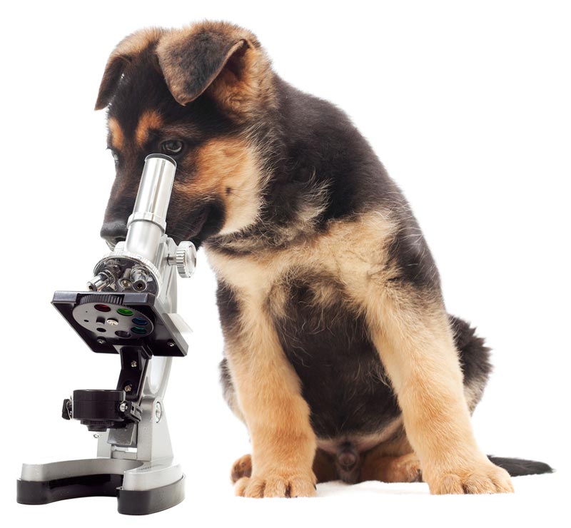 FNA in dogs is used to aid in diagnosis.