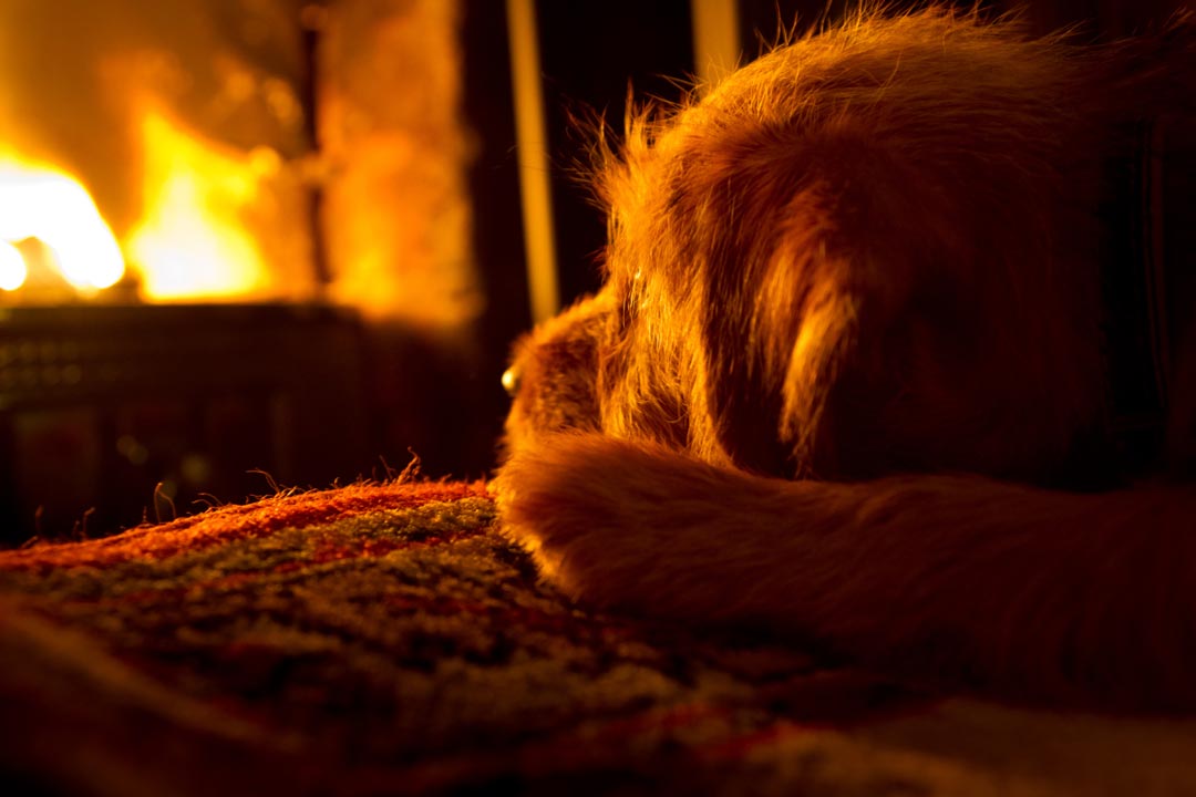 Dogs may start a fire in your home.