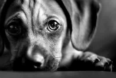 Help your dog with chemical burns. Chemical burns in dogs require first aid.