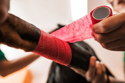 If your dog is bleeding, administer first aid. Dogs that are bleeding need first aid.