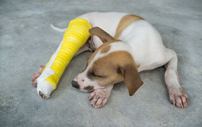 Dogs need help when they break a bone.