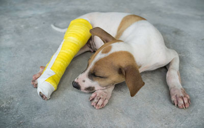 Learn how to help a dog with a broken bone. Dogs need help when they break a bone.