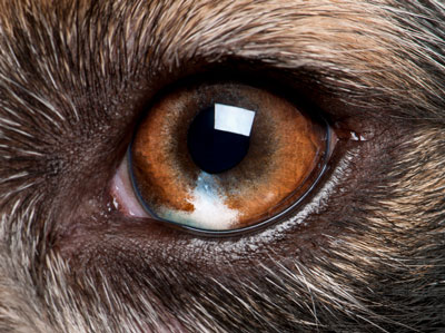 Eye problems in dogs need to be addressed immediately. If your dog’s eye looks abnormal, action is required.