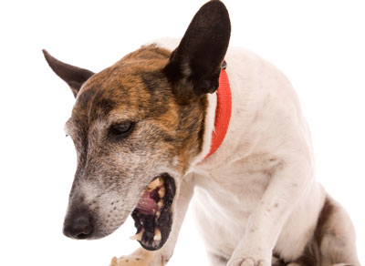 A choking dog requires first aid. Learn what to do if your dog is coughing or choking.