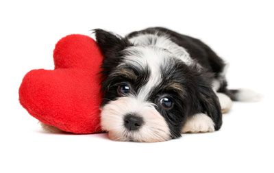 CPR can revive some dogs with no heartbeat. You will need to perform CPR if your dog has no heartbeat.