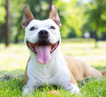 Learn how to perform basic first aid for your dog. You can do first aid for some dog conditions.