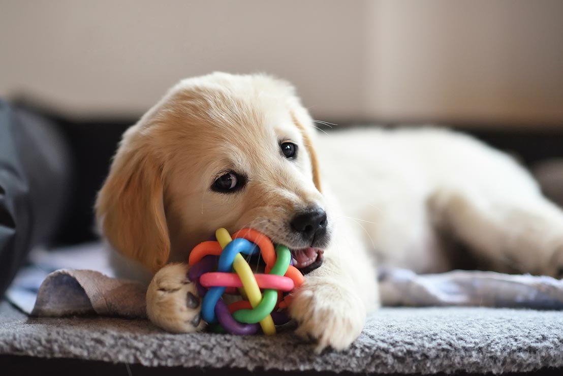 Find out the signs and treatment for electrocution in dogs. Learn what to do if your dog is electrocuted.