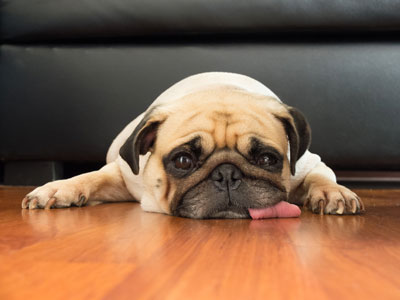 Internal bleeding in dogs requires emergency care. If your dog is bleeding internally, action must be taken immediately.