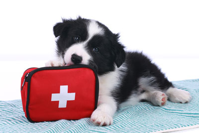 A well-stocked first aid kit can save your dog’s life.